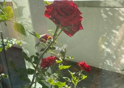 mga studio la bellezza naturale